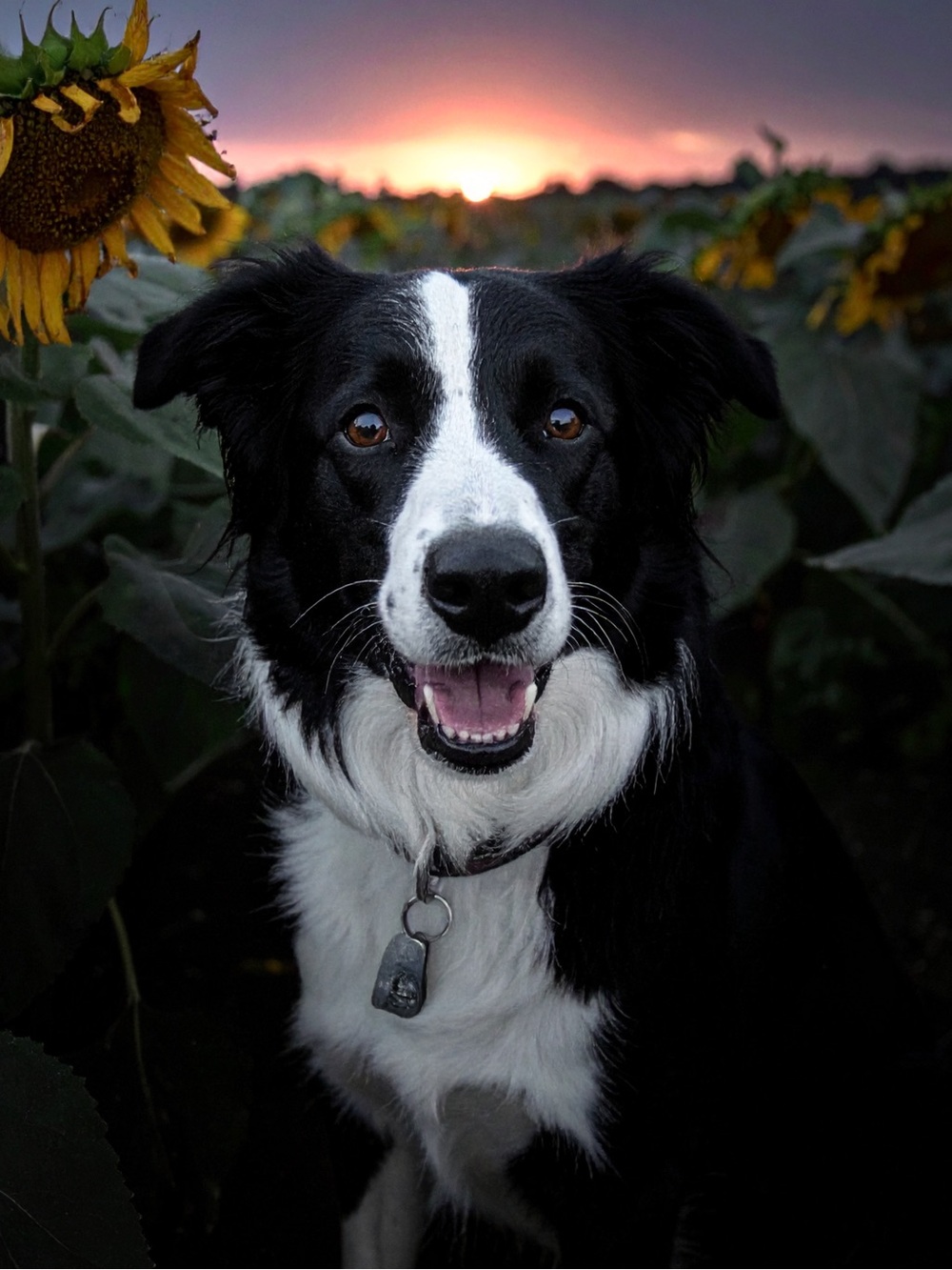 Black & White Border Collie Portrait Photography Print